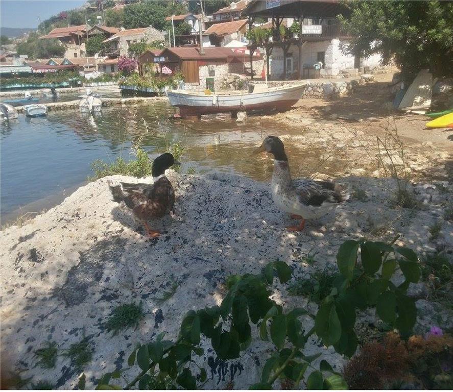 Sahil Pension Kaleucagız Buitenkant foto